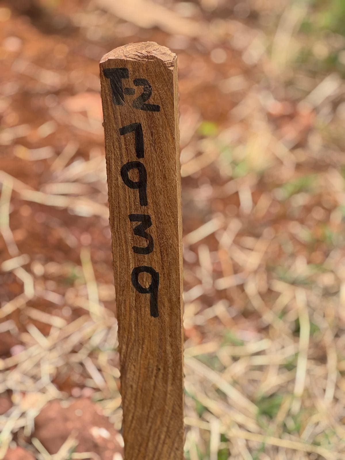 Los Clavillos, Santa Cruz — Geological logging of core samples.